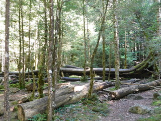 Bosque con árboles talados. 