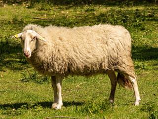 sheep in a field