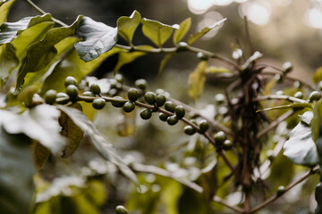 Green Coffee Bean Plant