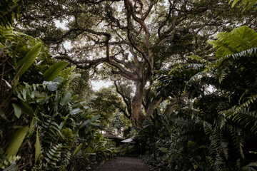 Large oak tree in the garden