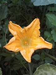 pumpkin flower in the garden