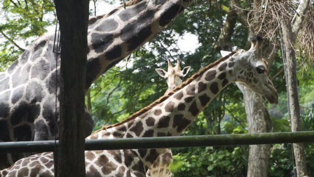 Giraffes In The Zoo In Singapore - wide shot