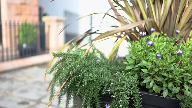 Pavement level view of planter with out of focus background of Regency Court Glategny Esplande St Peter Port Guernsey out of focus passing pedestrian and formium waving in gentle breeze
