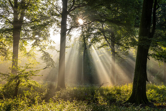 Rayons de soleil dans la brume en forêt de Crécy
