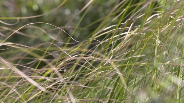 feather grass in the wind at the shoreline of a big lake with blurred out background