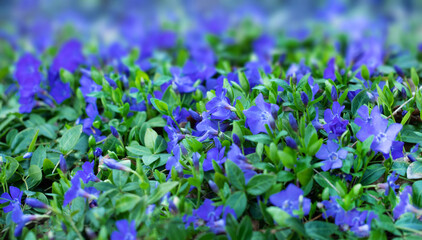 niebiesko fioletowe kwiaty, barwinek pospolity. Vinca minor - obrazy, fototapety, plakaty