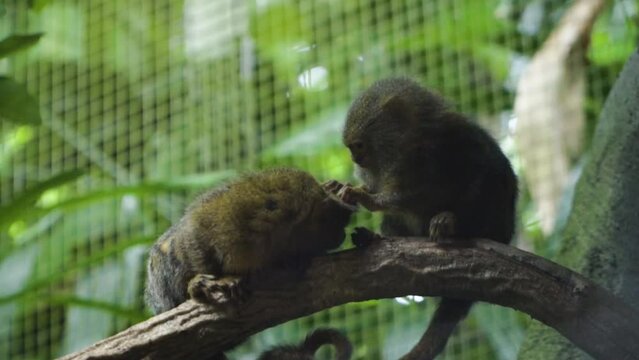 Adorable Pair Of Marmoset Monkey Grooming Each Other In Singapore Zoo. Close Up Shot