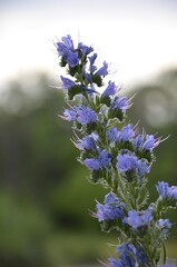 flowers in the field