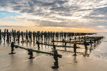 Moules de bouchots sur la plage des Hauts de France (Quend-Plage)