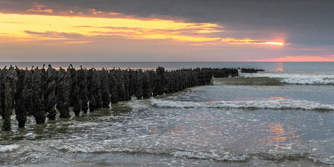 Moules de bouchots sur la plage des Hauts de France (Quend-Plage)