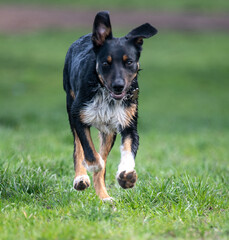 A close up photo of a tri-colour Border Collie puppy