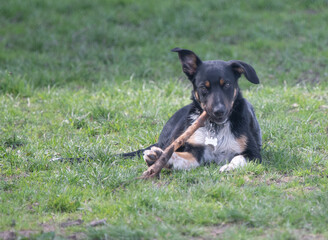 A Tri-colour Border Collie playing with a stick