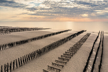 Moules de bouchots sur la plage des Hauts de France (Quend-Plage)