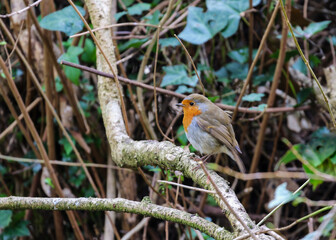 European robin perched on branch in Springtime. Green branches in woodland. 