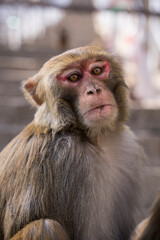 Portrait d'un singe macaque dans les rues de Katmandou au Népal