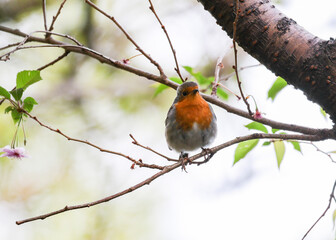 European Robin 