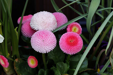 Bellis, Gänseblümchen, Garten, Blüten, Wiese, Blumen