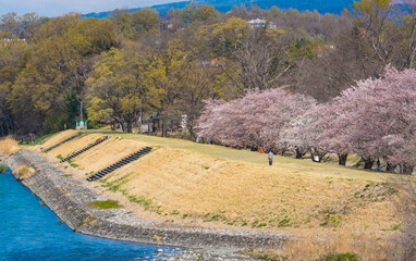 釜無川信玄堤の桜風景