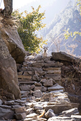 Chèvres sur un chemin de randonnée de haute montagne au Népal