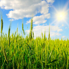 Obraz premium Wheat field and blue sky with sun.