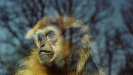 Portrait of a gibbon (Hylobatidae) in a zoo