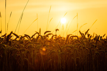 Sunset agriculture field