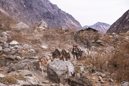 Photographie de mules transportant du mat&eacute;riel sur un chemin au N&eacute;pal