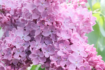 Lilac, flowers close-up. Nice background for your screensaver. Concept gardening