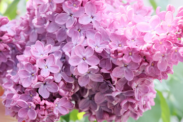 Lilac, flowers close-up. Nice background for your screensaver. Concept gardening