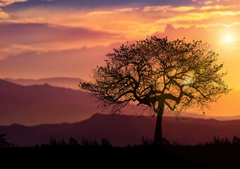 Fototapeta na wymiar Trees in nature with beautiful sunsets. sunset view concept