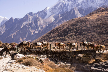 Photographie de mules transportant du matériel sur un pont au Népal