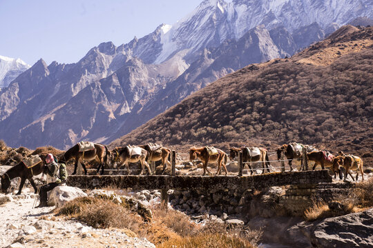 Photographie de mules transportant du mat&eacute;riel sur un pont au N&eacute;pal