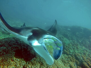 Obraz na płótnie Canvas Manta ray swimming on a reef in Fiji