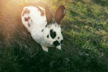 Rabbit grazing the green field on animal farm.Spring season.