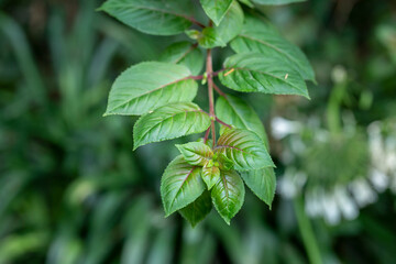 Close up of attractive green leaves as a wallpaper. nature background