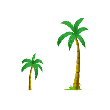 Palm trees on a white background. Vector graphics