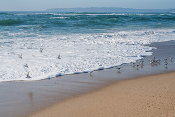 Seascape and flock of plover birds on the beach in sunny day