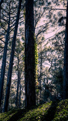 Obraz premium Japanese gardens, flowers, trees, water, sky