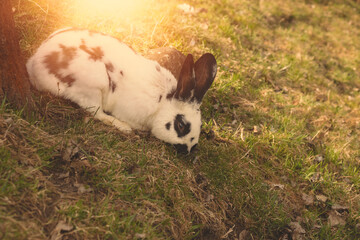 Rabbit grazing the green field on animal farm.Spring season.