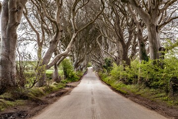 Route entre les arbres en Irlande