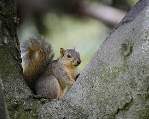 An Eastern Fox Squirrel (Sciurus niger) perches on a tree in Los Angeles, CA.