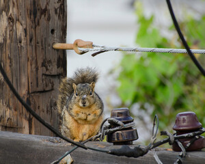 An Eastern Fox Squirrel (Sciurus niger) perches on top of a telephone pole in Los Angeles, CA.