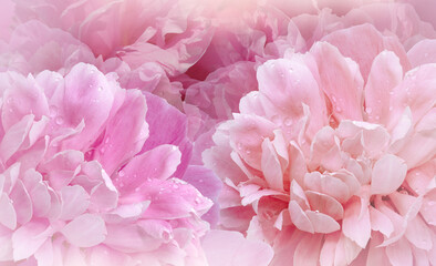 Flowers  pink  peonies.  Floral vspring  background. Petals peonies. Close-up. Nature.