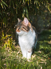 Chat à l'abris d'un bambou