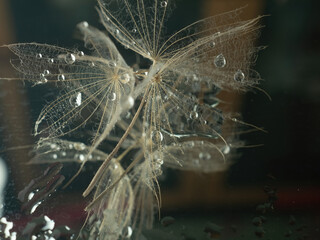 Abstract dandelion flower background, extreme closeup. Big dandelion on natural background. Art photography