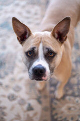 Look At Me, I'm Cute!