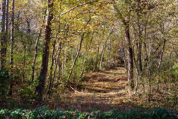 Sunny Woods Path In Fall
