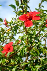 Hibiscus bush in Fiji
