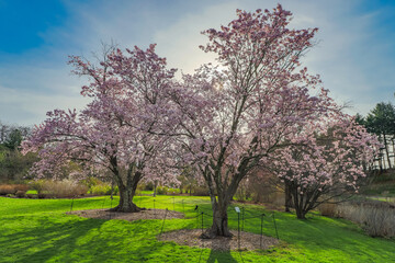 Massachusetts-Boston-Arnold Arboretum