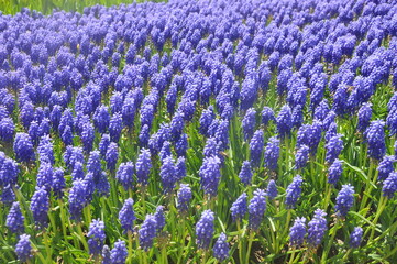 field of lavender